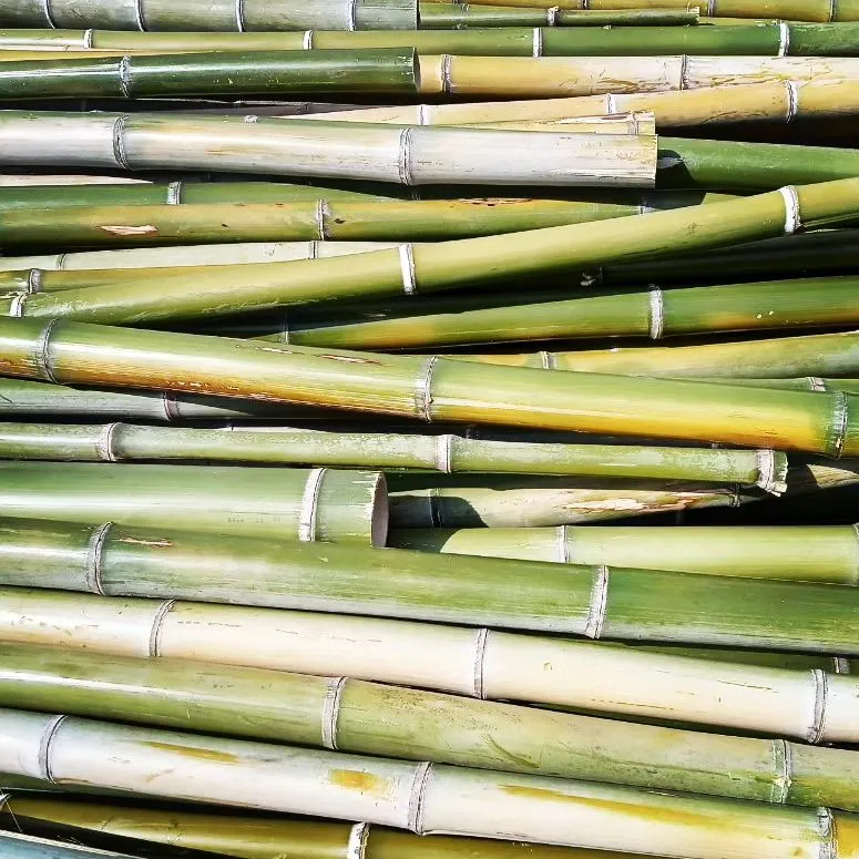 竹林の健全管理には、定期的な竹の伐採と間伐が不可欠です。